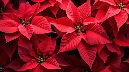Blooming Poinsettia flowers composition. Close-up of vibrant red poinsettia flowers with lush green leaves, commonly associated with Christmas and holiday decorations. Full screen filled.
