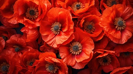 Fototapeta premium Poppy flowers pattern background. A close-up view of vibrant red poppy flowers in full bloom, showcasing their delicate petals and dark centers. Full screen filled.