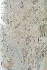 Fototapeta premium Close Up of Tree Bark texture or background