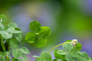 雨の日の水滴のついた四つ葉のクローバー