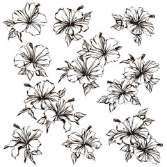 Impressive and beautiful hibiscus illustration collection, © daicokuebisu