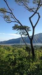 View of Pergasingan Hill from Sembalun village around Mount Rinjani. the landscape is for hiking and outdoor lifestyle concept