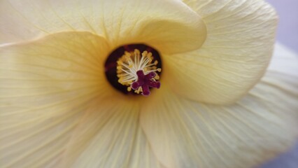 yellow flower blooming background image