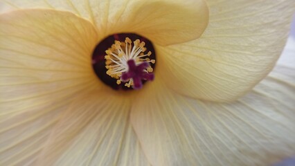 yellow flower blooming background image