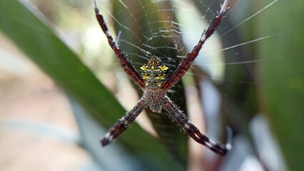 picture of spider in nest