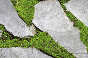 Grey stones and green moss abstract textured background