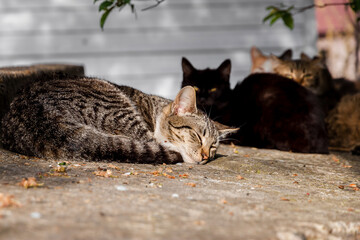 Abandoned cats need help and new owners. A group of stray cats on a city street. Abandoned mismatched cats. The problem of abandoned pets. A colony of stray cats living in the city limits. 