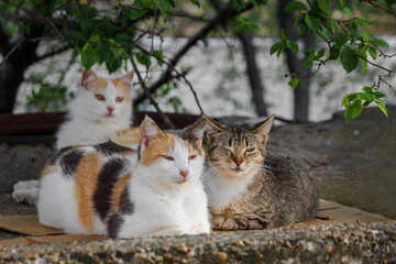 Abandoned cats need help and new owners. A group of stray cats on a city street. A colony of stray cats living in the city limits. Abandoned mismatched cats. The problem of abandoned pets.