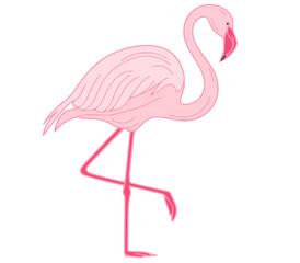 pink flamingo, flamingo bird