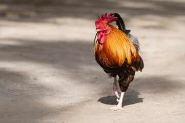 Selective focus of rooster walking.