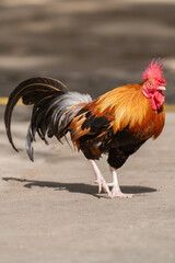 Selective focus of rooster walking.