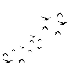 Flying birds silhouettes on white background. Vector illustration.