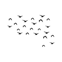 Flying birds silhouettes on white background. Vector illustration.