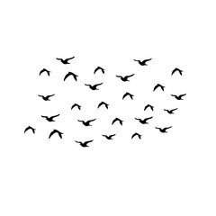 Flying birds silhouettes on white background. Vector illustration.