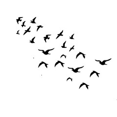 Flying birds silhouettes on white background. Vector illustration.