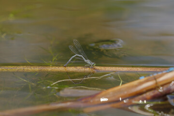 The dragonflies in the pond