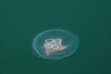 jellyfish under sea