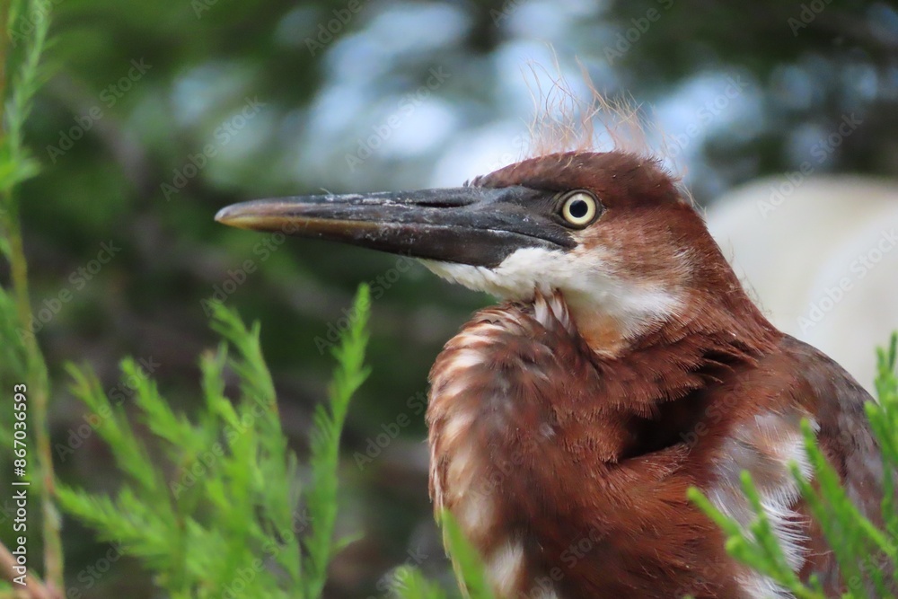 Wall mural beautiful tricolored heron chick in the nest in florida nature, closeup