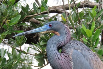 Tricolored heron in Florida nature, closeup