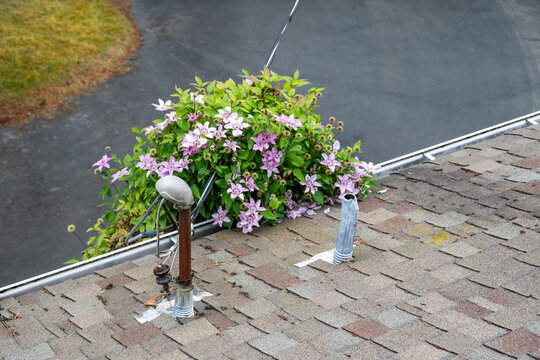 Electricity delivery to residential house, masthead on asphalt shingle rooftop, purple flowers on clematis vine growing over roof edge, perspective from above