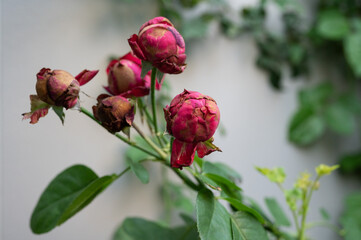 Rose bud having Botrytis blight fungus problem. The buds may fail to open or they might be distorted if they do.