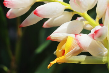 close up view of beautiful badi elaichi or black cardamom flowers (amomum subulatum), used as a medicinal plant and spices in south asia