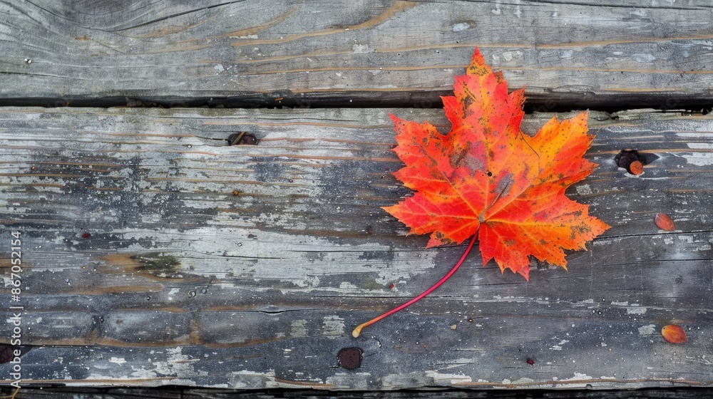 Sticker Maple leaf in late autumn on an old bench board surface