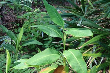 Canna leaves in Florida zoologilcal garden, closeup