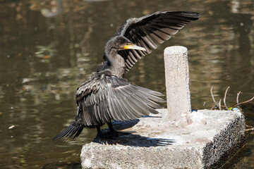 Cormorants flapping their wings