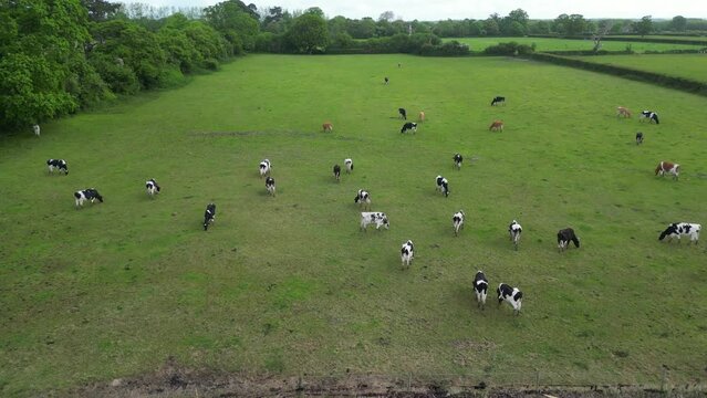 Aerial View of Cows are Eating Grass in a Farm Land of Langstone Town on the Edge of Beach. England United Kingdom. May, 15th, 2024