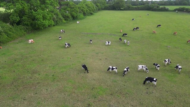 Aerial View of Cows are Eating Grass in a Farm Land of Langstone Town on the Edge of Beach. England United Kingdom. May, 15th, 2024