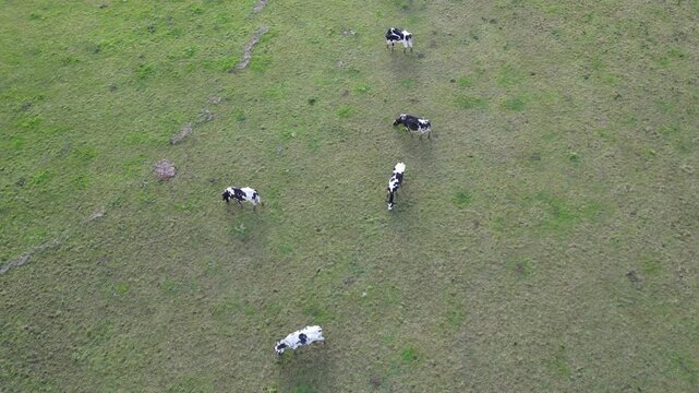 Aerial View of Cows are Eating Grass in a Farm Land of Langstone Town on the Edge of Beach. England United Kingdom. May, 15th, 2024