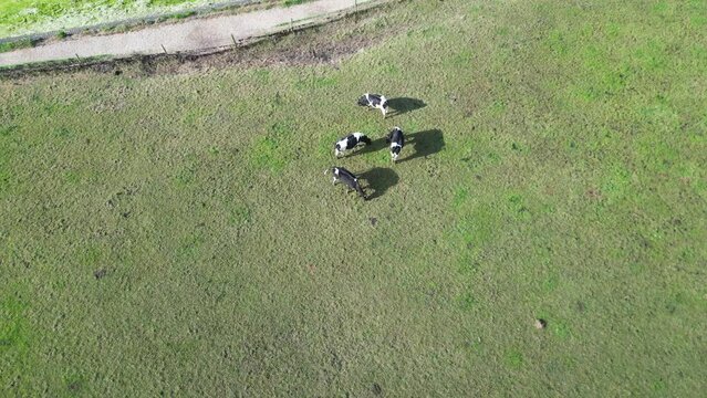 Aerial View of Cows are Eating Grass in a Farm Land of Langstone Town on the Edge of Beach. England United Kingdom. May, 15th, 2024