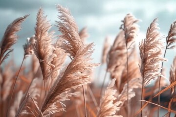 Fototapeta premium Pampas grass outdoor in light pastel colors. Dry reeds boho style.