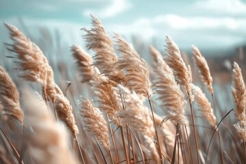 Fototapeta premium Pampas grass outdoor in light pastel colors. Dry reeds boho style.