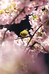 松戸河津桜とメジロ