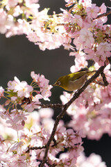 松戸河津桜とメジロ