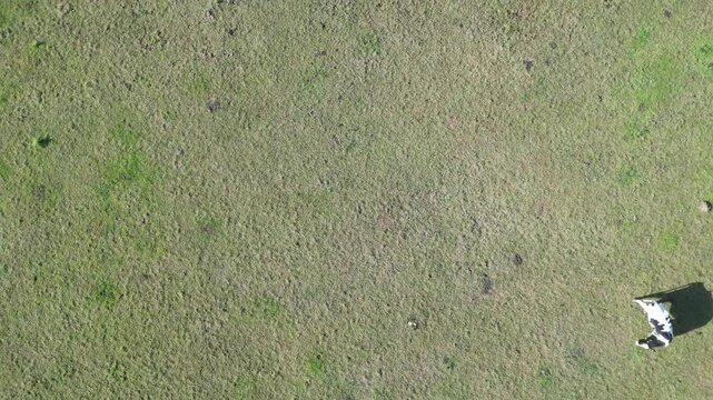 Aerial View of Cows are Eating Grass in a Farm Land of Langstone Town on the Edge of Beach. England United Kingdom. May, 15th, 2024