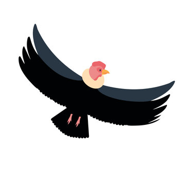 andean condor scavenger wild animal
