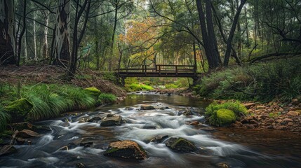 Obraz premium A narrow stream flowing through a forest with a wooden bridge in the distance