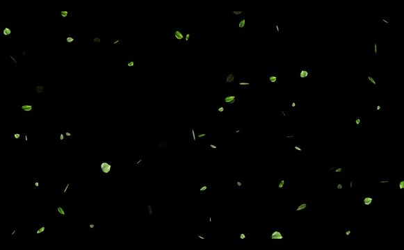 aspen leaves fall black backround,
green aspen leaves Moving autumn background.
aspen leafs of different sizes and opacity. Animation 
Futuristic green aspen leaves move in endless space