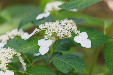 White hydrangea