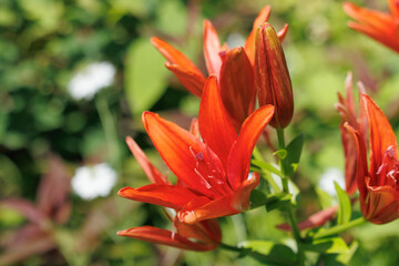 Asiatic lily