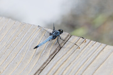 White-tailed skimmer　close up of a dragonfly