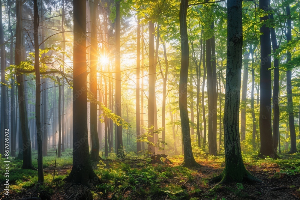 Aufkleber a serene forest landscape at dawn, with sunlight filtering through the trees and creating a mystical