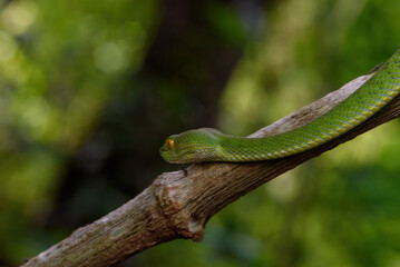 Sumatran Green Pit Viper on tree branch in Thailand rainforest