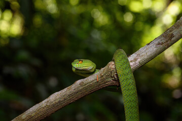 Sumatran Green Pit Viper on tree branch in Thailand rainforest
