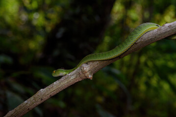 Sumatran Green Pit Viper on tree branch in Thailand rainforest
