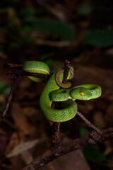 Sumatran Green Pit Viper on tree branch in Thailand rainforest