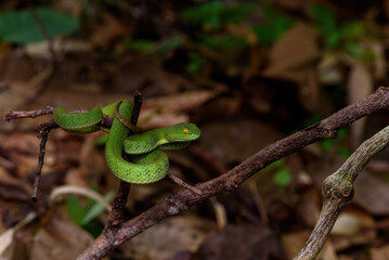 Sumatran Green Pit Viper on tree branch in Thailand rainforest